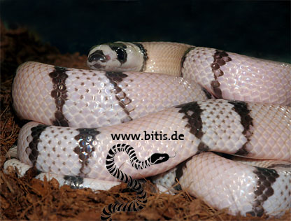 Lampropeltis triangulum hondurensis - GHOST