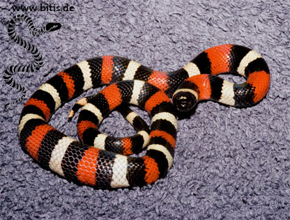 Lampropeltis triangulum campbelli