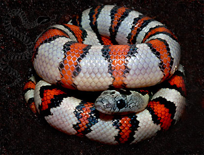 Lampropeltis mexicana greeri