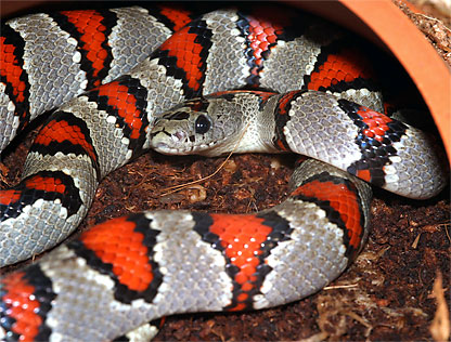 Lampropeltis mexicana greeri