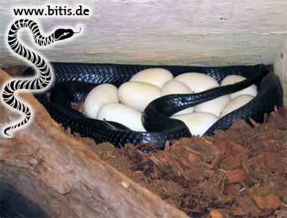 Schwarze Indigonatter mit Gelege