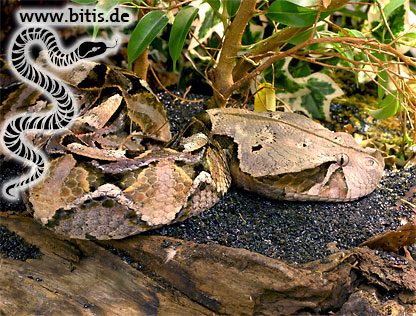 Gabunviper - Bitis gabonica