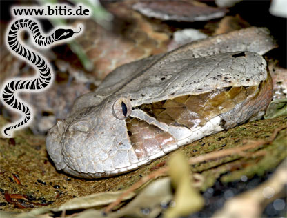 Bitis gabonica | Gabunviper