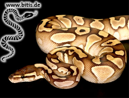 Königspython - Python regius - Lesser