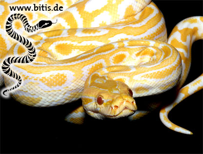 Tigerpython - Python molorus bivitattus - Albino