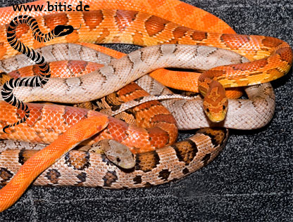 Colors of Corn Snakes