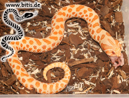 Langnasen Strauchnatter | Philodryas baroni