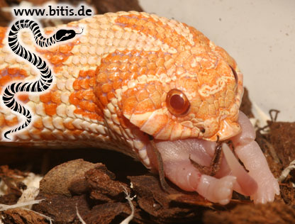 Langnasen Strauchnatter | Philodryas baroni