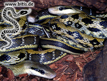 Schönnatter | Ortriophis taeniurus frisei