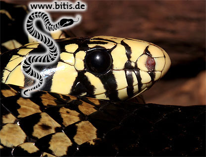 Hühnerfresser | Spilotes pullatus