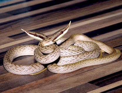 Vietnamesische Langnasennatter | Rhynchophis boulengeri