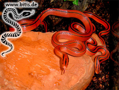 Oreophis porphyraceus coxi