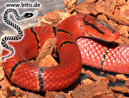 Oreophis porphyracea laticincta