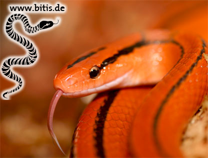 Oreophis porphyraceus coxi