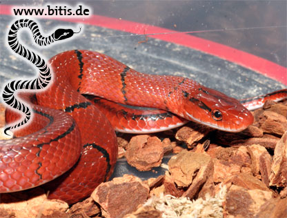 Oreophis porphyracea laticincta