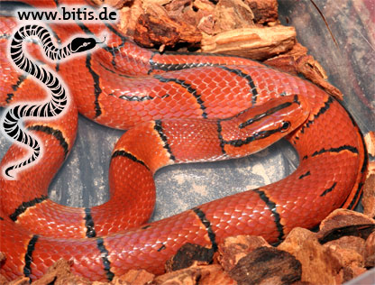 Oreophis porphyracea laticincta