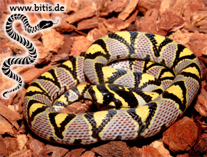 Eureophis mandarinus