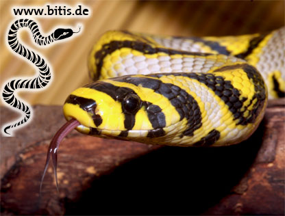 Eureophis mandarinus