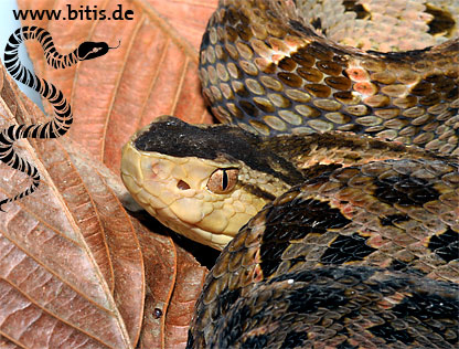 Lanzenotter - Bothrops asper