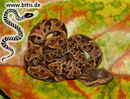 Fer-De-Lance| Bothrops asper