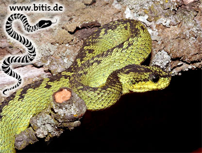 Schwarzgrüne Buschviper | Atheris nitschei