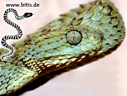 Blattgrüne Buschviper | Atheris squaminger