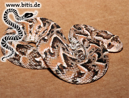 Puffotter | Bitis arietans